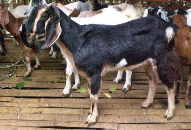 Kambing Aqiqah Lamongan